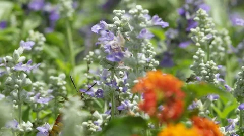 Hummingbird moth drinking nectar 스톡 동영상 64734538