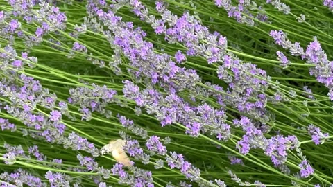 Hummingbird moth flying over blooming lavender flowers in a summer field Stock Footage 341663098