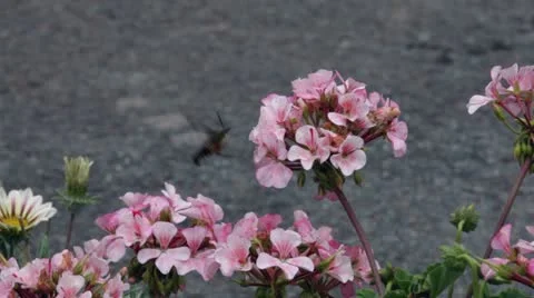 Hummingbird moth 스톡 동영상 12622930