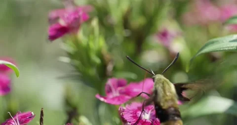 Hummingbird Moth Stock Footage 130335474