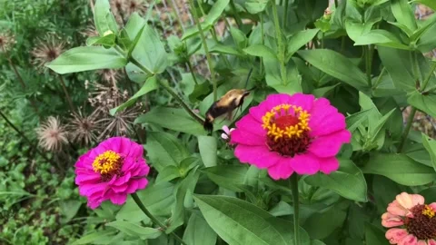 Hummingbird moth Stock Footage 133536717