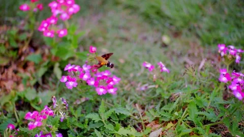 Hummingbird Moth Hovering Over Vibrant Pink Verbena Flowers in a Sunny Garden Stock Footage 342219823