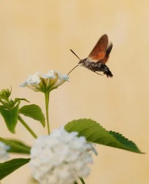 Hummingbird moth Fotos de archivo