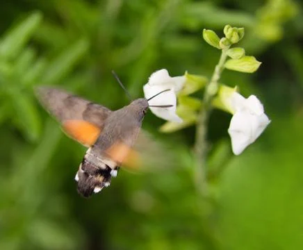 Hummingbird moth 스톡 사진