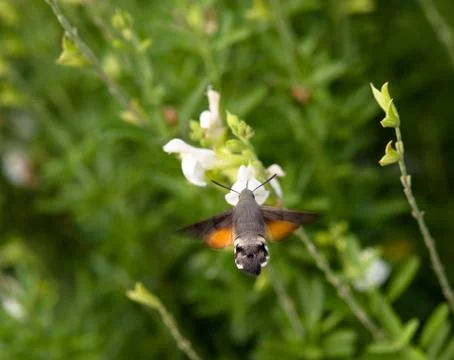 Hummingbird moth Foto stock