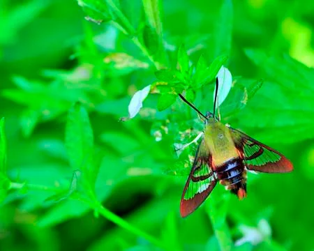 Hummingbird moth Stock Photos