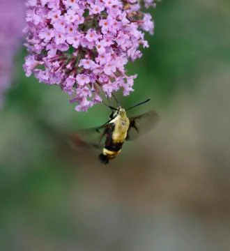 Hummingbird moth Stock Photos