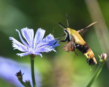 Hummingbird Moth Stock Photos