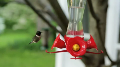 Hummingbird MS Slow motion Stock Footage 39223821