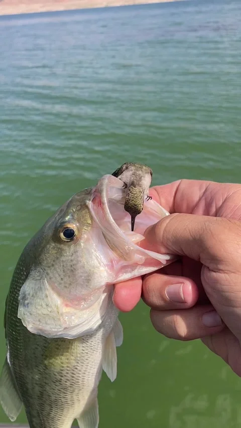 On My 2025 Stock Videos RoyaltyFree