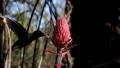 Hummingbird in a natural environment. Amazilia lactea. HD Footage