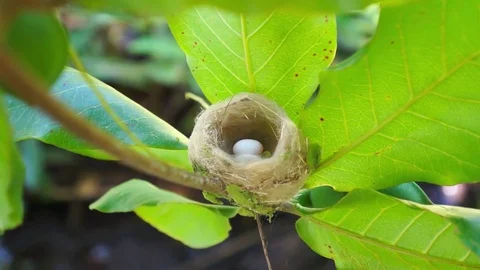 Hummingbird nest with egg Stock Footage 84777248