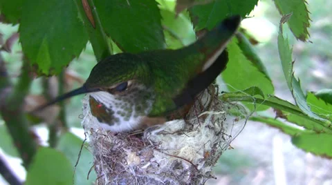 Hummingbird in Nest With Eggs Stock Footage 35843961