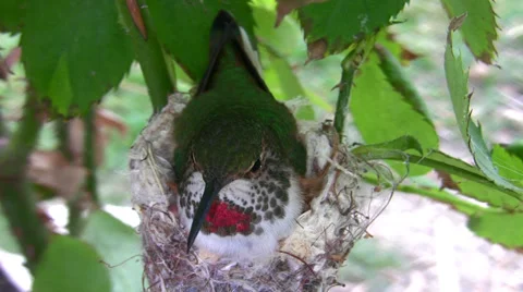 Hummingbird in Nest With Eggs quick fly-off Video stock 35843986
