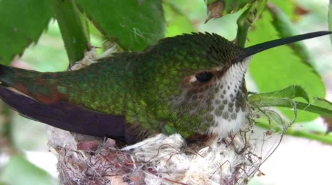 Hummingbird in Nest With Eggs super close fly-off Stock Footage 35844078