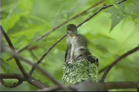 Hummingbird nest Stock Footage 98424