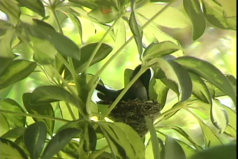 Hummingbird Nest Stockbeeldmateriaal 818083