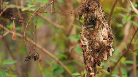 Hummingbird in nest Stock Footage 37291737