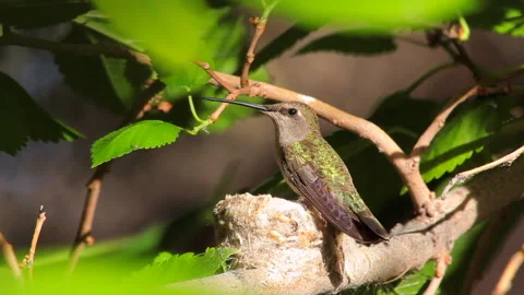 Hummingbird on nest Stock Footage 147958147