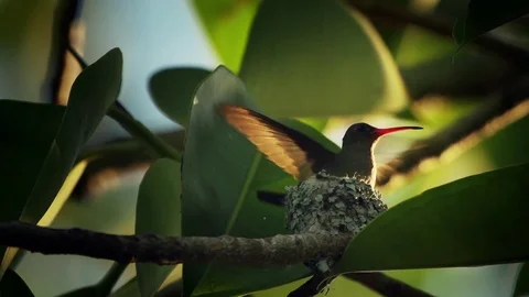 Hummingbird nesting Stock-Footage 72250465