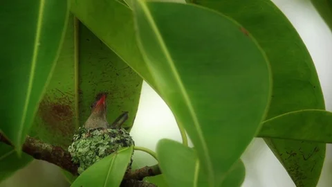 Hummingbird nesting in tropical tree in slowmotion 動画素材 72815621