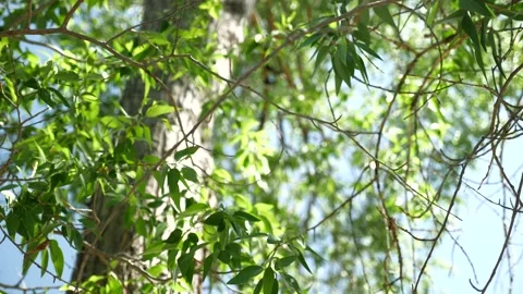 Hummingbird next to river-4k Stock Footage 130919532