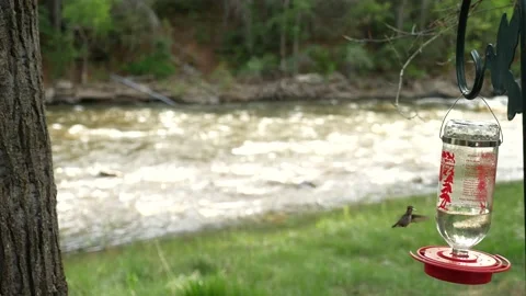 Hummingbird next to river-4k Video stock 130973726