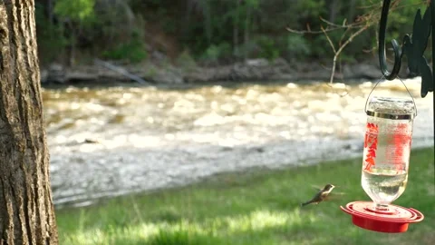 Hummingbird next to river-4k Video stock 130976818