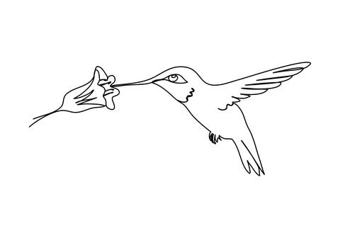 Hummingbird. One line drawing vector illustration. Stock Illustration