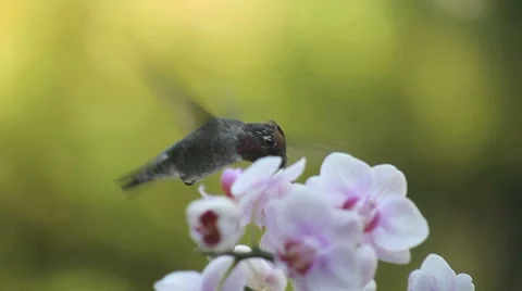Hummingbird with orchids Stock Footage 8833711