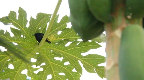 Hummingbird on papaya tree Stock Footage 37294135
