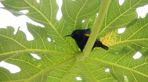 Hummingbird on papaya tree Stock Footage 37571703