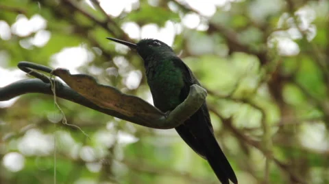 Hummingbird on Perch Stock Footage 60953168