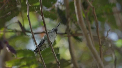 Hummingbird Perched on Branch in Dappled Forest Light Stock Footage 319776934