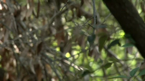 Hummingbird Perched Video stock 117676