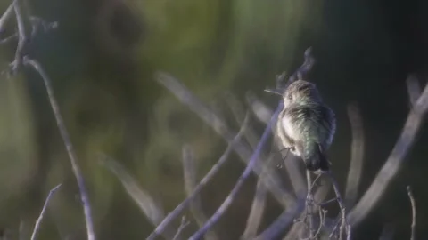 Hummingbird perched Stock Footage 142125559