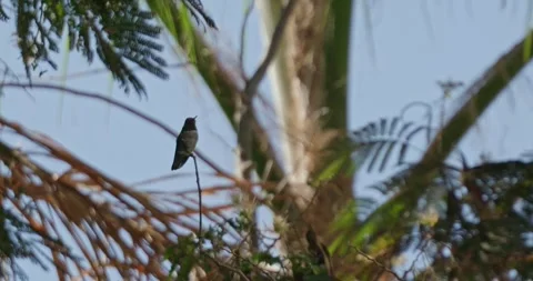 Hummingbird perched high in a tree canopy Stock Footage 289340720