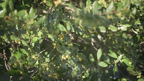 Hummingbird perched in the middle of some branches sipping nectar Stock Footage 248330856