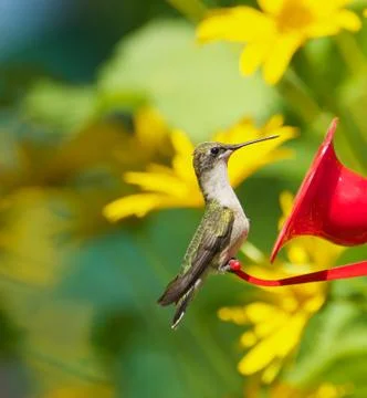 Hummingbird perched. Stock Photos