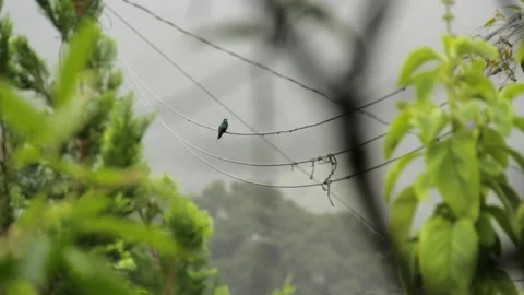 Hummingbird perched in the rain Stock Footage 169084067