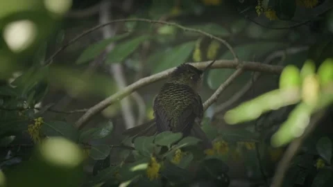 Hummingbird perched on a tree branch and flies to the right. 스톡 동영상 248330845