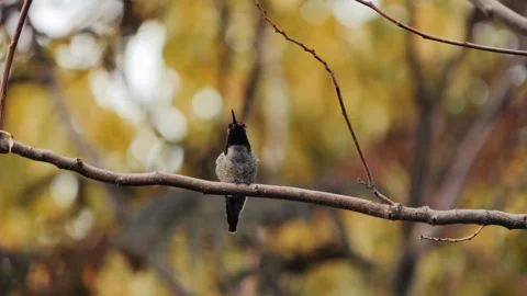 Hummingbird perched on a tree limb in fall singing back and forth Stock Footage 255139147