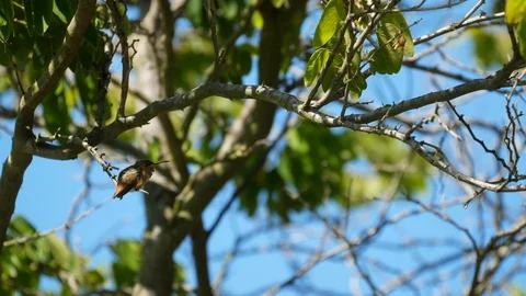 Hummingbird Perched In A Tree Singing. Video stock 99966045