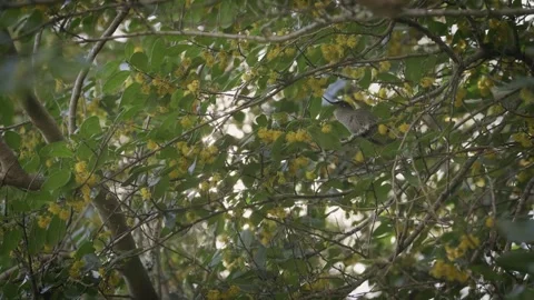 Hummingbird perched while sipping nectar from a yellow flower on a tree. Vídeos de archivo 248330912