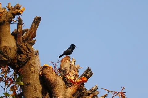 Hummingbird perching Stock Photos
