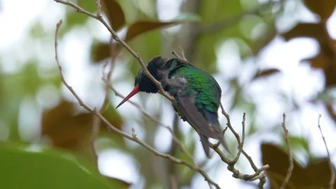 Hummingbird perching on a tree branch Stock Footage 103041674
