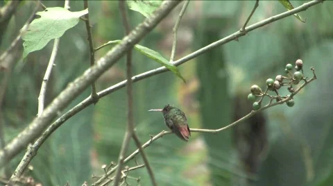 Hummingbird in Peru Stock Footage 293965