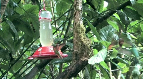 Hummingbird in Peru Stock Footage 293969
