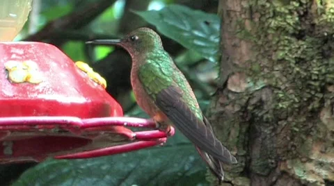 Hummingbird in Peru Stock Footage 293981