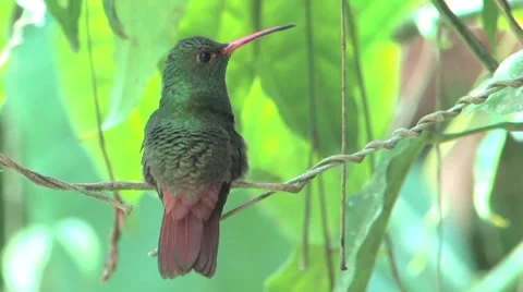 Hummingbird in Peru Stock Footage 1086244